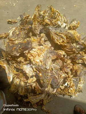 Stockfish Head