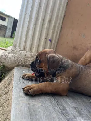 1-3 months Male Purebred Boerboel