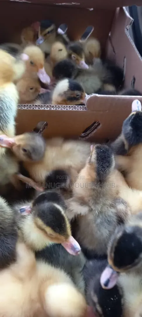 Local and Imported Duck