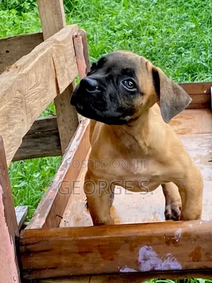 1-3 months Female Purebred Boerboel