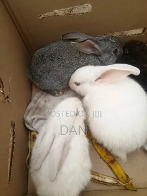 All Kinds of Quality Rabbit