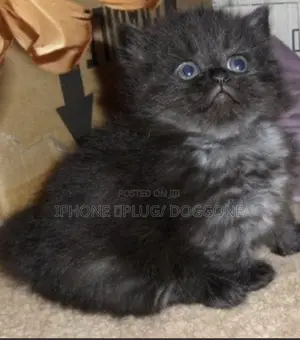1-3 months Female Purebred Persian