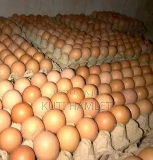 Fresh Eggs at an Affordable Price