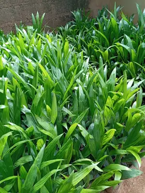 Premium Tenera Oil Palm Seedlings