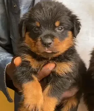 1-3 months Male Purebred Rottweiler