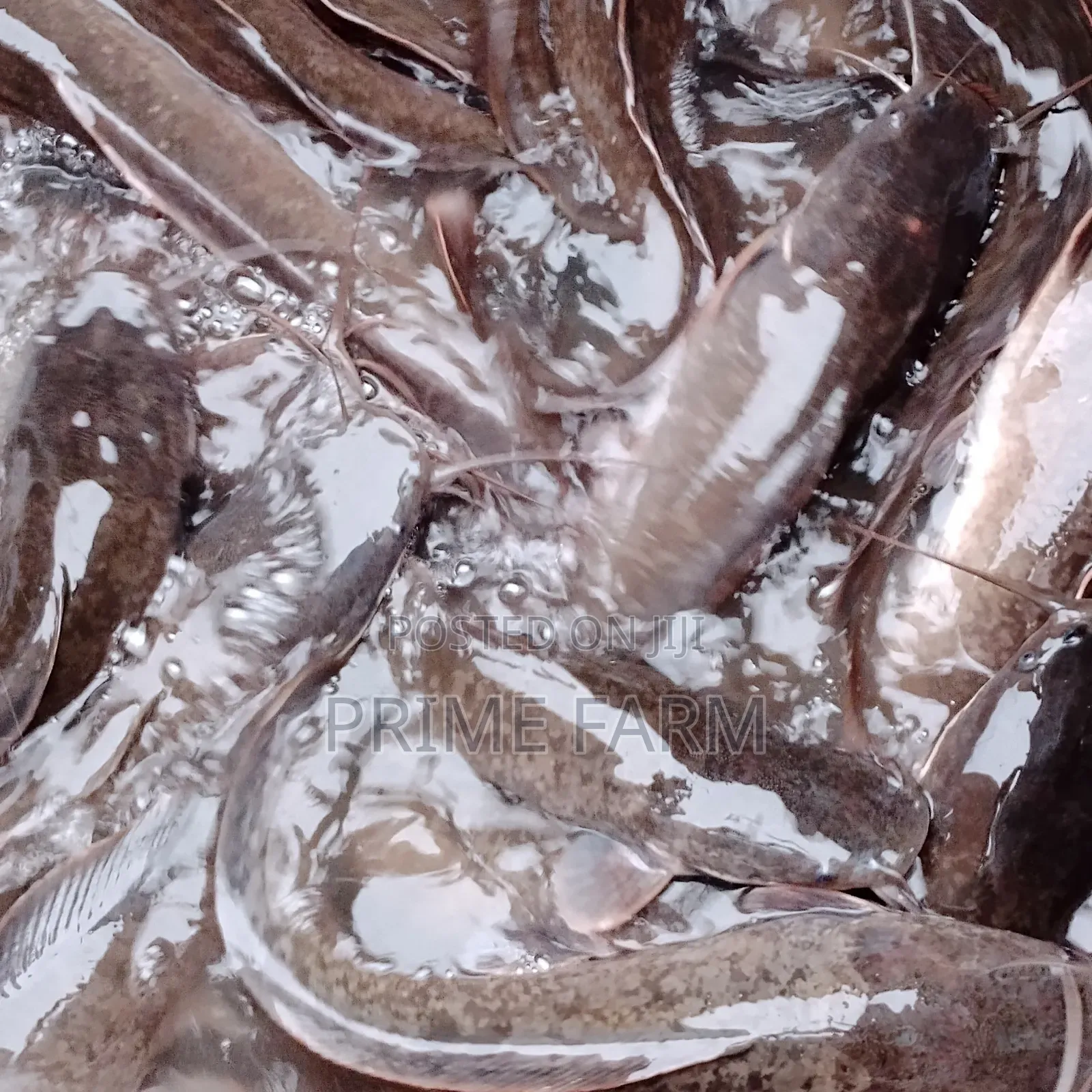 Live Cat Fish