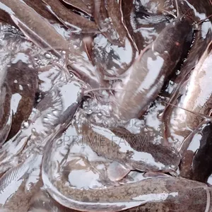 Live Cat Fish