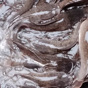 Live Cat Fish