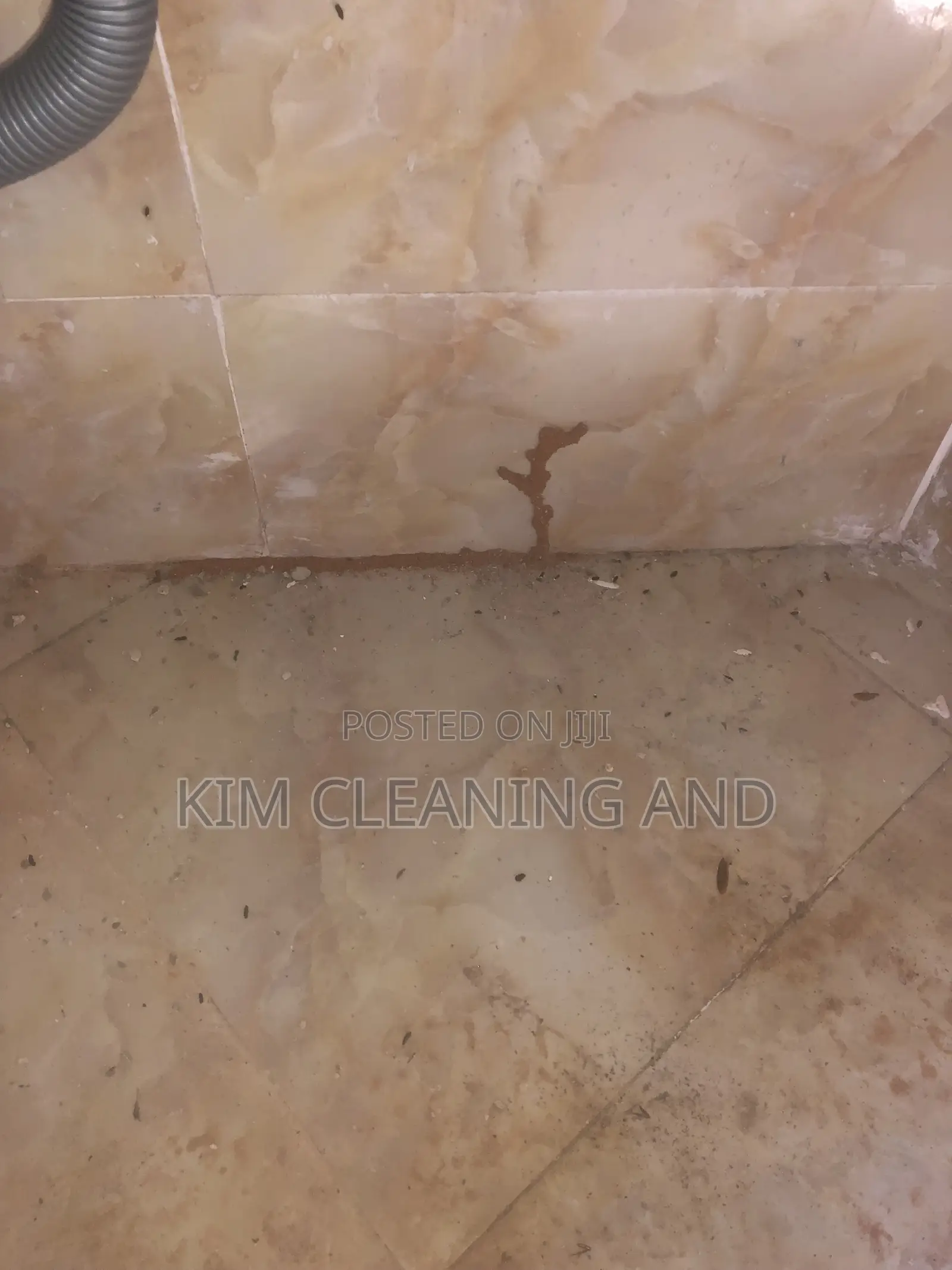 Termite Control