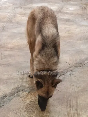 6-12 months Female Mixed Breed German Shepherd