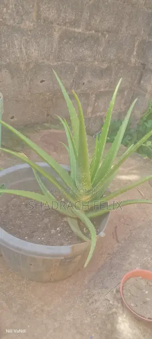 Mature Aloe Vera Plant