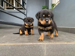 1-3 months Male Purebred Rottweiler