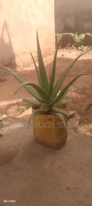 Mature Aloe Vera Plant