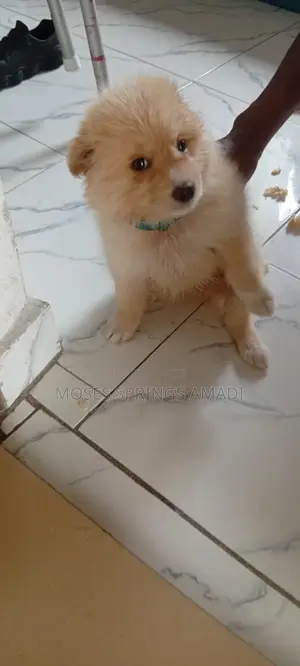 0-1 month Female Purebred Tibetan Terrier