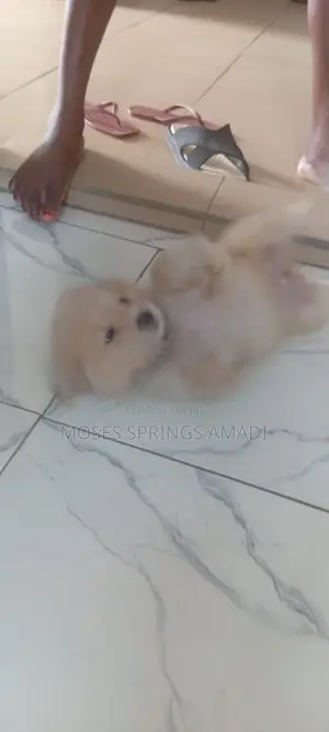 0-1 month Female Purebred Tibetan Terrier