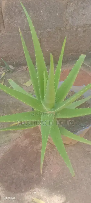 Mature Aloe Vera Plant