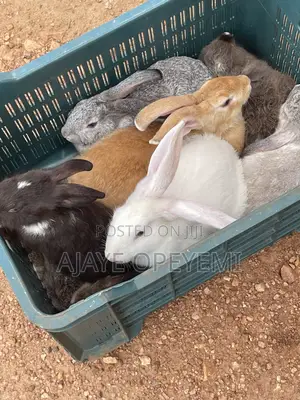 Foreign Rabbit