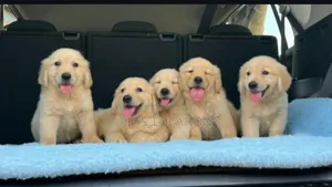 1-3 months Female Purebred Golden Retriever