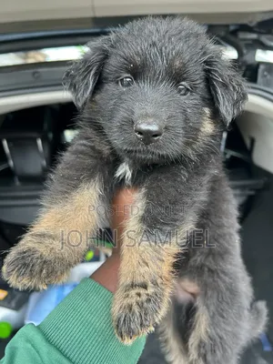 1-3 months Female Purebred German Shepherd