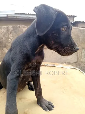 3-6 months Male Mixed Breed Cane Corso