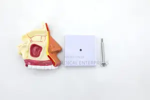 Nose Model