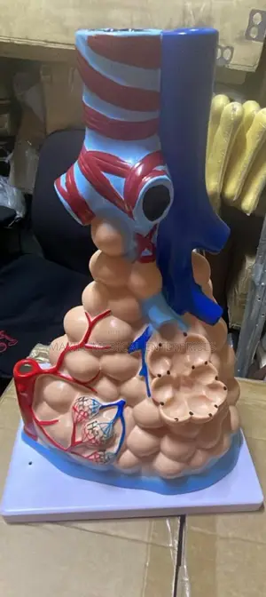 Human Alvelor Enlargement Model