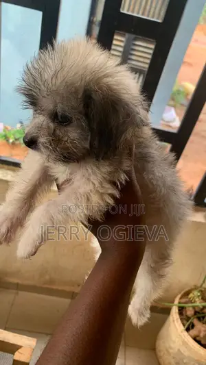 1-3 months Female Purebred Lhasa Apso