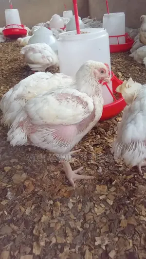 Live Broiler