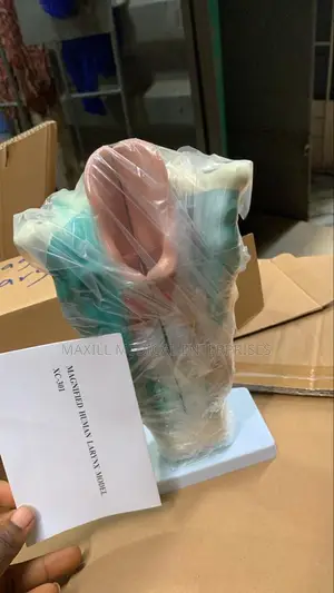 Magnified Human Larynx Model