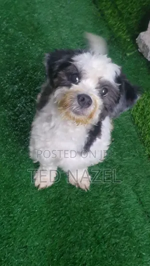 1+ year Male Purebred Lhasa Apso