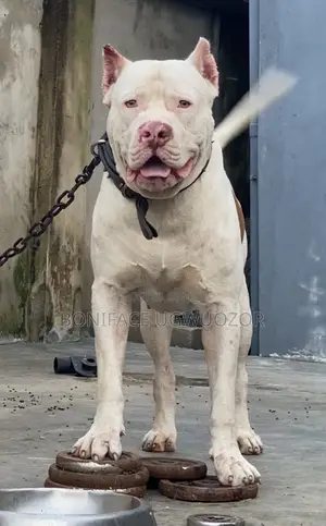 1+ year Male Purebred American Pit Bull Terrier