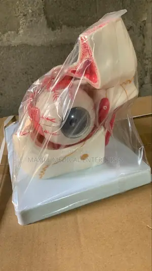 Human Eyeball Model