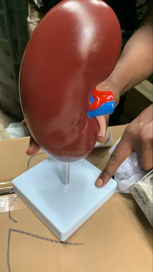 Kidney Model