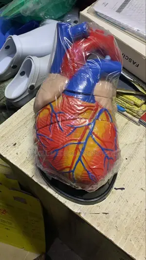 Human Heart Model