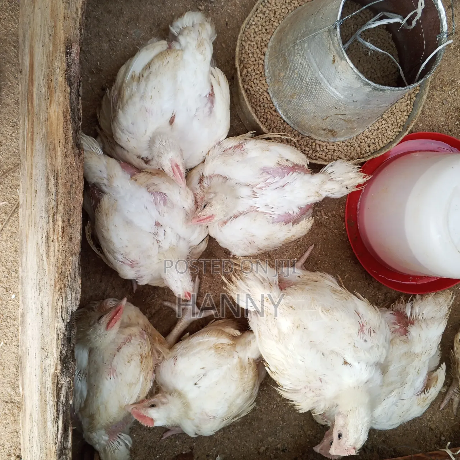 Broilers Chicken
