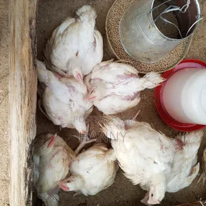 Broilers Chicken