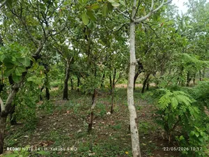 Plot of Land