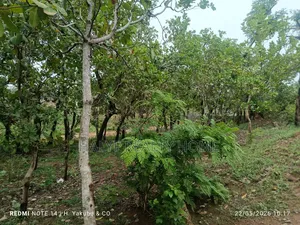 Plot of Land