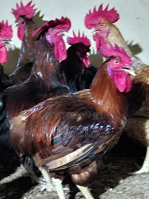 Healthy and Affordable Chickens Available for Sales