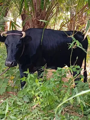 Native Cow