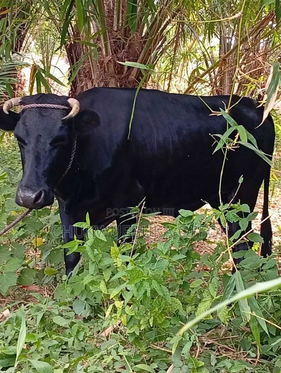 Native Cow
