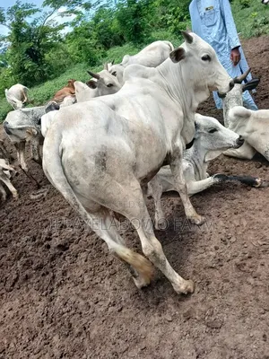 Big Adult Cow