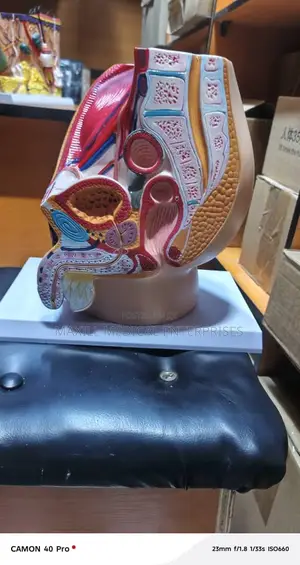 Human Male Reproductive System Model