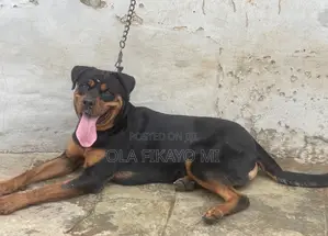 1+ year Male Purebred Rottweiler