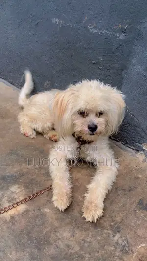 6-12 months Female Purebred Lhasa Apso