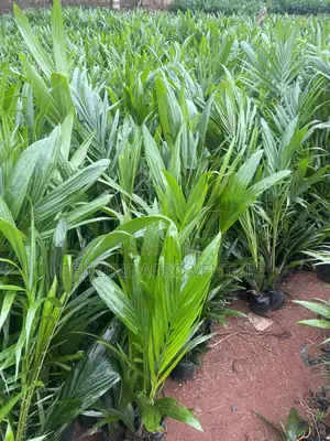 Malaysia Supergene Palm Seedling