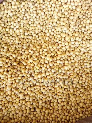 Soya Beans For Sale