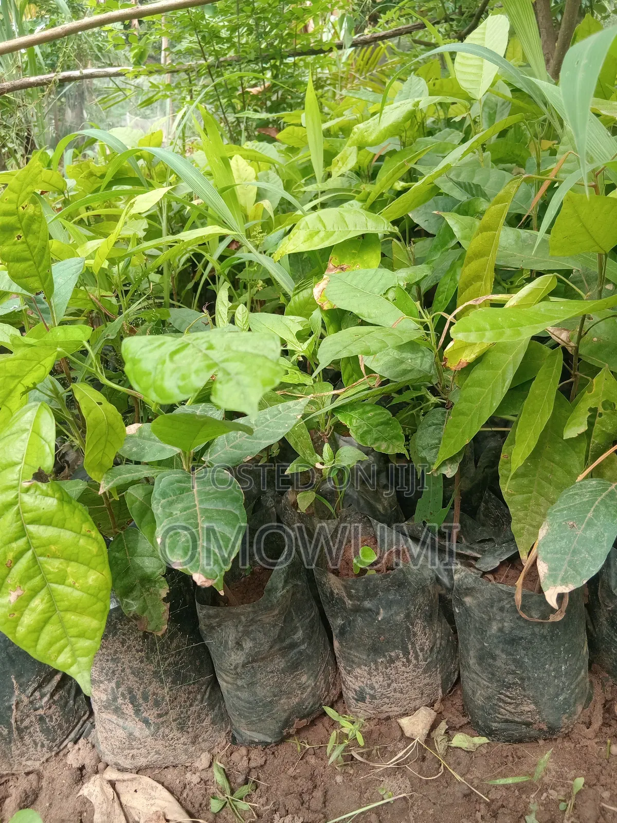 Farmer Favour