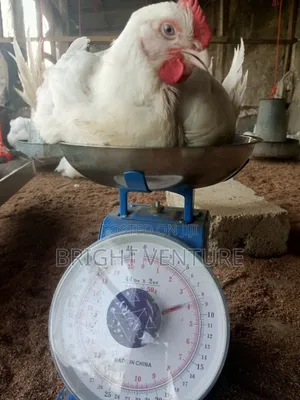 Dressed Matured Chickens Available for Sale Per Kg