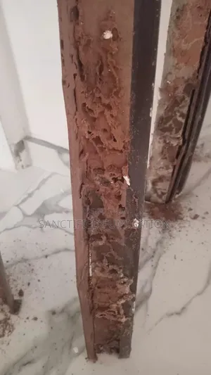 Termite Fumigation Expert